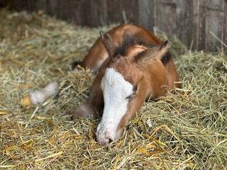 Quarter-Horse-Zucht